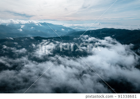 morning green forest and fog morning green forest and fog 91338681