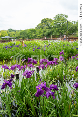 花園 花園 91338693