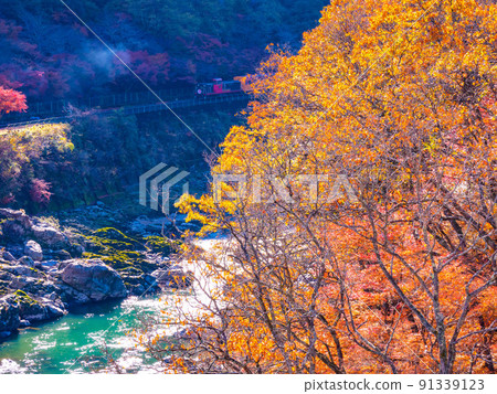 Autumnal leaves and truck trains at Hozu Gorge Autumnal leaves and truck trains at Hozu Gorge 91339123