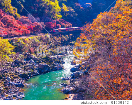 在Hozu峽谷的秋季葉子和卡車火車 在Hozu峽谷的秋季葉子和卡車火車 91339142