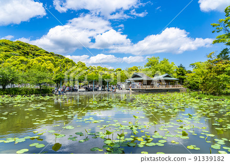 [Kanagawa Prefecture] Genji Pond in Kamakura, where the blue sky and fresh green are beautiful 91339182