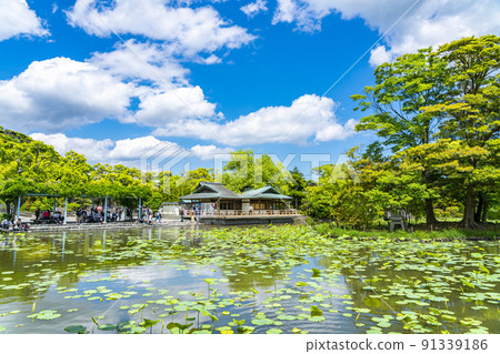[Kanagawa Prefecture] Genji Pond in Kamakura, where the blue sky and fresh green are beautiful 91339186