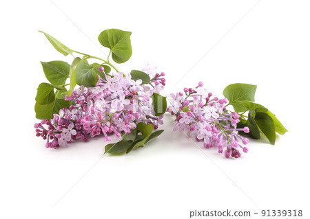 Lilac flowers isolated on white Lilac flowers isolated on white 91339318