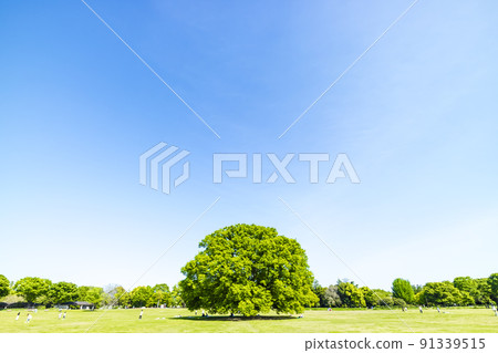 與綠色和藍天的風景 91339515