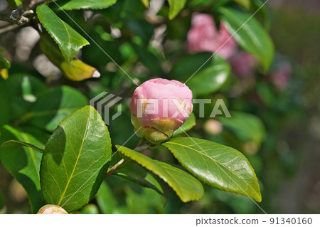 粉紅色的山茶花蕾(春天,三月) 粉紅色的山茶花蕾(春天,三月) 91340160