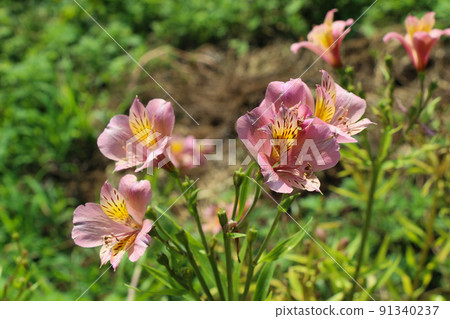 Beautiful flowers as a background Beautiful flowers as a background 91340237