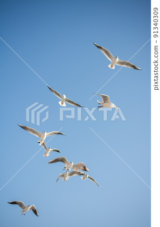 Seagulls are flying in a sky Seagulls are flying in a sky 91340309