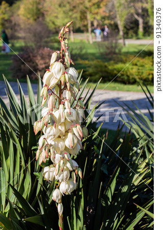 Yucca, genus of perennial shrubs Flowers in natural garden setting Yucca, genus of perennial shrubs Flowers in natural garden setting 91340376