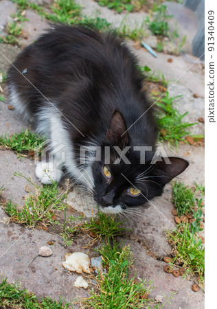 Portrait of cute beautiful kitten as domestic animal 91340409