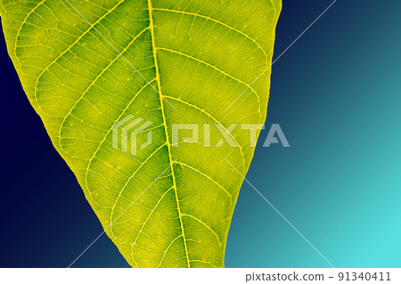 Hand holding a green leaf Hand holding a green leaf 91340411