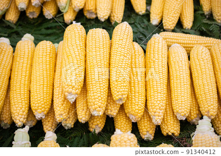 Plenty of organic peeled ears of corn after Autumn harvest. Plenty of organic peeled ears of corn after Autumn harvest. 91340412