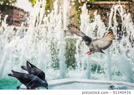Lovely wild pigeon bird live in urban environment 91340416