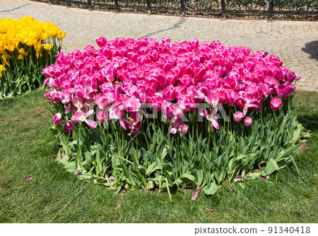 Blooming tulip flowers in spring as floral background Blooming tulip flowers in spring as floral background 91340418