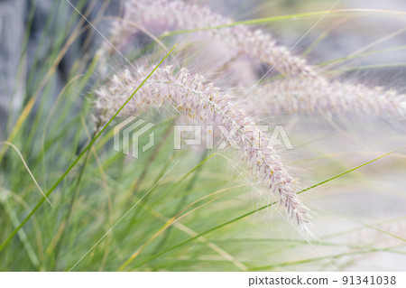 Closeup blurred shot of fluffy grass ears. Natural background. 91341038