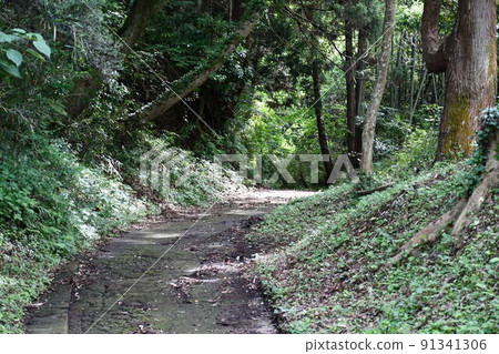 Forest bathing, mountain road Forest bathing, mountain road 91341306