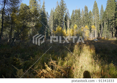 Scenery on the trail in Sequoia National Park, California Scenery on the trail in Sequoia National Park, California 91341833