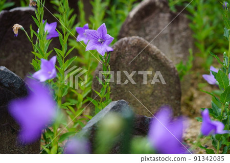 Naramachi, Gango-ji Temple, beautiful flowering of Japanese bellflowers Naramachi, Gango-ji Temple, beautiful flowering of Japanese bellflowers 91342085