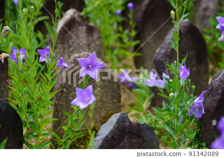 Naramachi, Gango-ji Temple, beautiful flowering of Japanese bellflowers 91342089