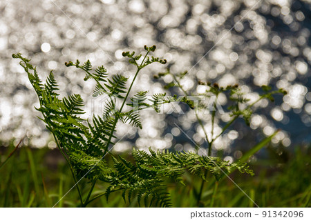 靜岡縣守知郡森町一宮宮川的蕨 91342096