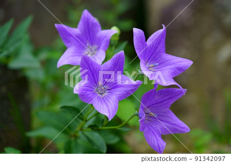 奈良町,元後寺,日本風鈴草的美麗開花 奈良町,元後寺,日本風鈴草的美麗開花 91342097