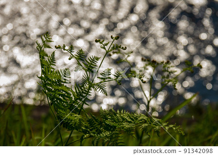靜岡縣守知郡森町一宮宮川的蕨 91342098