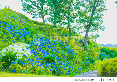 Hydrangea of Akitsuneyama Kofun (Nomi Kofungun) / Photographed in June 2022 / Nomi City, Ishikawa Prefecture 91342201
