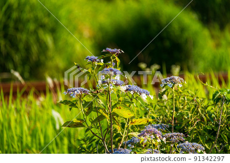 Ichinomiya, Mori-machi, Shuchi-gun, Shizuoka Prefecture Tenryu Hamanako Railway and scenery along the line 91342297