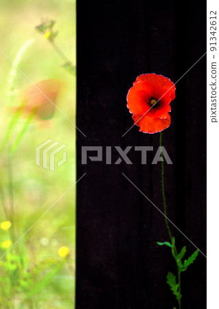 Yanggwibikkot 91342612