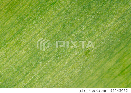 Macro tulip leaf photo Macro tulip leaf photo 91343082