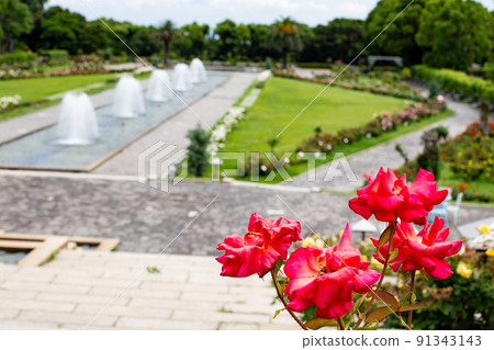 神戶須磨離休公園的紅玫瑰和噴泉廣場 91343143