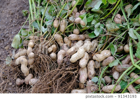 Peanut harvest Peanut harvest 91343193