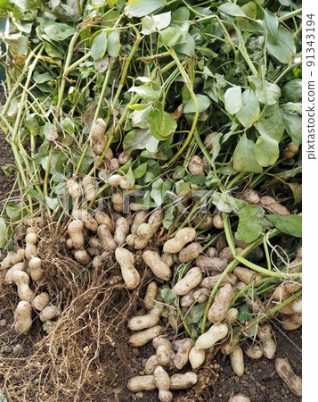 Peanut harvest 91343194