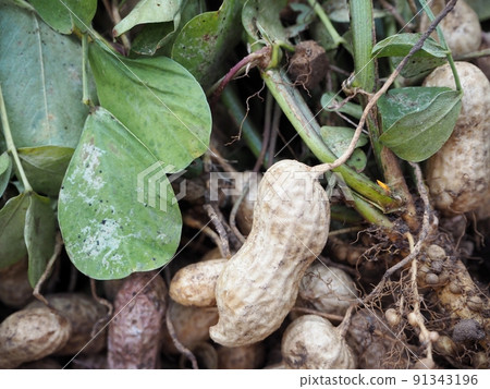 Peanut harvest 91343196