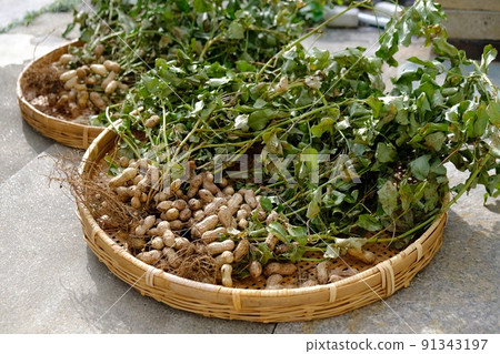 Peanut harvest 91343197