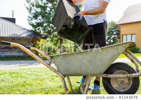 Man unloads mowed grass from a lawn's mower catcher into a wheelbarrow Man unloads mowed grass from a lawn's mower catcher into a wheelbarrow 91343678
