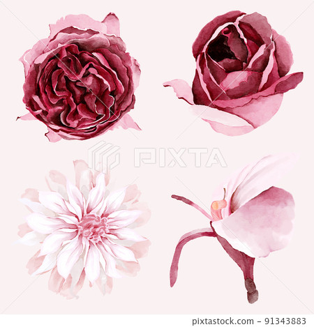 Watercolor burgundy and blush flowers Watercolor burgundy and blush flowers 91343883