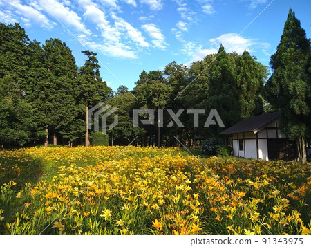 Navel Park, a beautiful Kisuge Garden in full bloom Navel Park, a beautiful Kisuge Garden in full bloom 91343975