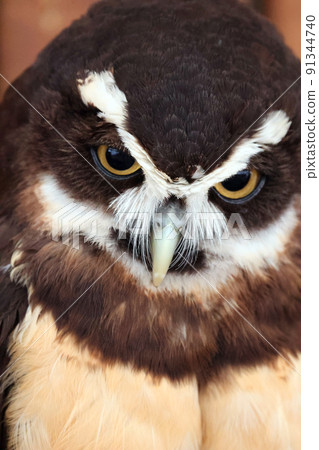 Spectacled owl Spectacled owl 91344740