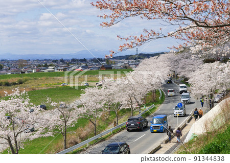 Spring cherry blossom sightseeing in Wakuya Town, Miyagi Prefecture 91344838