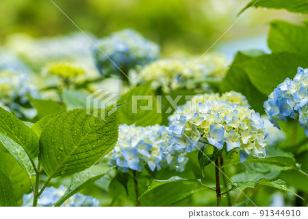 Akasaka Public Park after the rain Hydrangea (hydrangea) Kesennuma City, Miyagi Prefecture Akasaka Public Park after the rain Hydrangea (hydrangea) Kesennuma City, Miyagi Prefecture 91344910