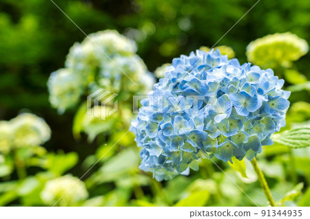 Akasaka Public Park after the rain Hydrangea (hydrangea) Kesennuma City, Miyagi Prefecture 91344935