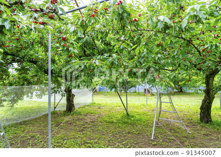 Red-grown cherries (Sato Nishiki), Tendo City, Yamagata Prefecture Red-grown cherries (Sato Nishiki), Tendo City, Yamagata Prefecture 91345007