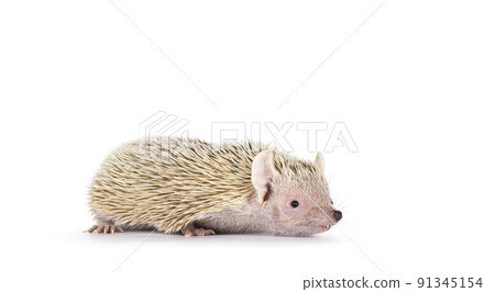 Tenrec on white background 91345154
