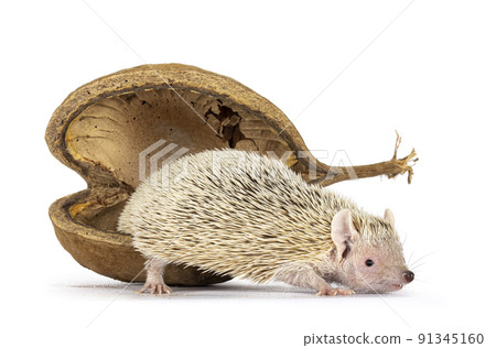 Tenrec on white background 91345160