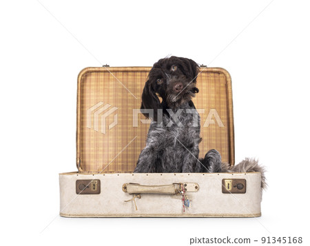 German wirehaired pointer on white background 91345168