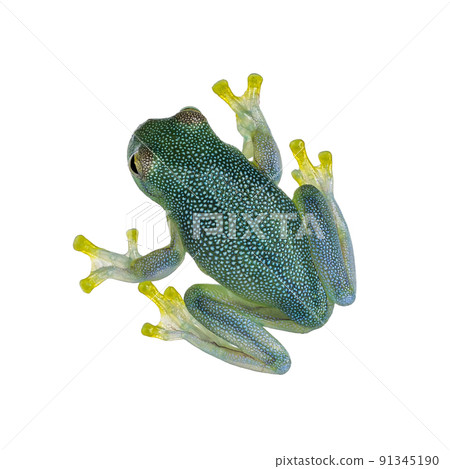 Glass Frog on white background 91345190