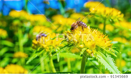 Honey bee on a yellow flower. Sedum 91345669