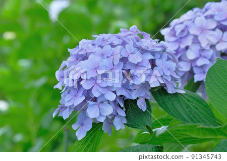 Purple hydrangea 91345743