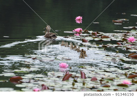 kalgamo的父母和孩子 kalgamo的父母和孩子 91346150