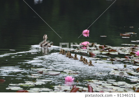 kalgamo的父母和孩子 91346151